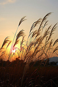 强风吹拂背景图片_日落时高高的草在阳光下吹拂