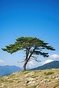 夏天的稻田背景图片_山中一棵孤独的松树