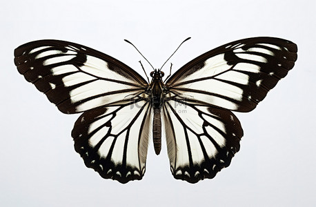 坐着的背景背景图片_白色背景下坐着的白色和黑色蝴蝶