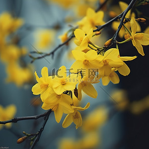 黄色的花朵在树枝上绽放