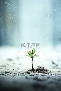 生长植物背景图片_雪芽生长植物