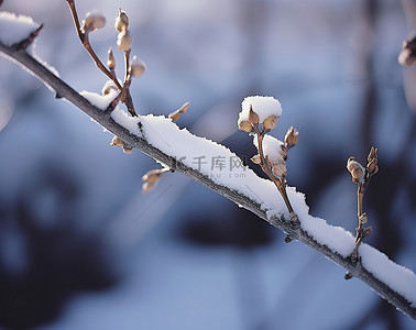 冬天，雪覆盖在植物的树枝上