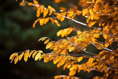 秋天的金色树枝镶边光云杉树叶树光