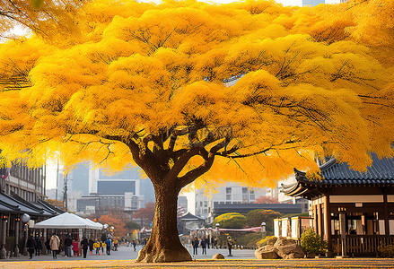 枫叶中背景图片_一棵黄叶的亚洲风格树