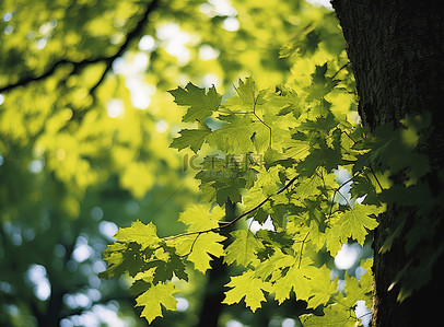 特写树叶背景图片_自然界中橡树叶和树木的图像