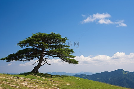 夏天的稻田背景图片_山腰小山上的一棵树