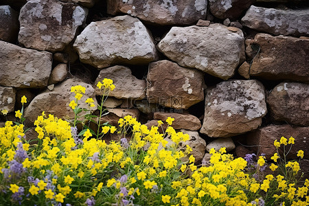 石墙上有黄色和蓝色花朵的岩石
