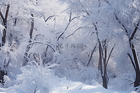 白雪皑皑背景图片_尼亚加拉的白雪皑皑的森林在冬天降临，天气寒冷，大雪