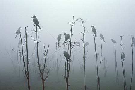 这张照片是雾气中栖息在杆子上的鸟儿