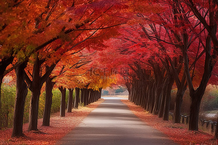 天色彩背景图片_一条秋天色彩的小路，排列着秋天色彩的树木