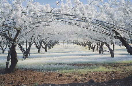 山茶花树背景图片_苹果园线中的树