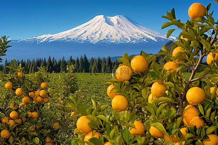 新西兰留学背景图片_柠檬树和富士山的背景 — 新西兰