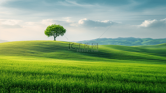 春天田野风景山坡上的一棵树壁纸背景图