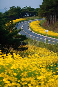 韩国高速公路上的花斑