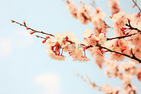 粉红色桃花背景图片_桃花樱花挂在天空