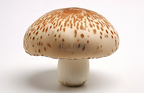 白色表面上有棕色斑点的蘑菇