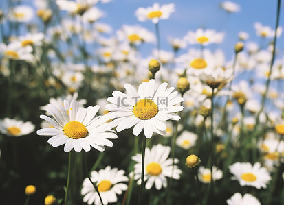 野菊花背景图片_蜜蜂在草地上捕捉雏菊