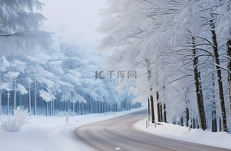 树林路背景图片_一条穿过被雪覆盖的树林的路
