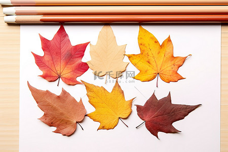 背景银杏背景图片_各种彩色铅笔和不同颜色的树叶