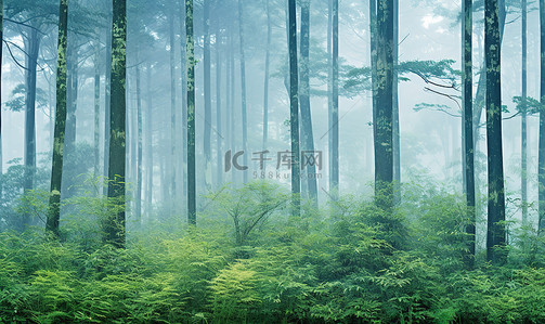 身材高大背景图片_秋天的薄雾森林，树木高大