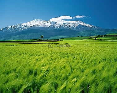 背景是白色山峰的绿色草地