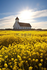 一座教堂坐落在一片黄色花田之中