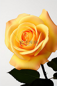 一朵黄玫瑰的大图片