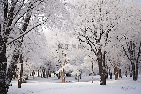 公园里的树木被雪覆盖，白雪下的树木