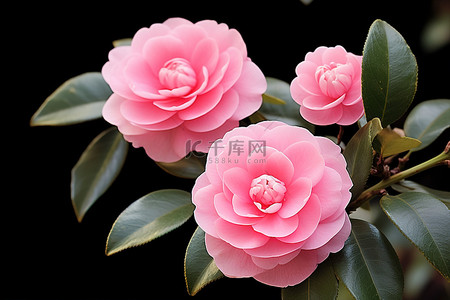 山茶花背景图片_三朵粉红色的山茶花长在树枝的侧面