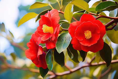 花字背景图片_红色山茶花在绿色开花树的边缘，上面有花