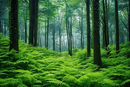 有高大树木和蕨类植物的绿色森林
