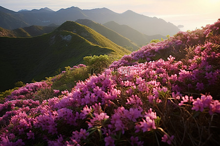 粉红色的山坡上盛开着紫色的花朵