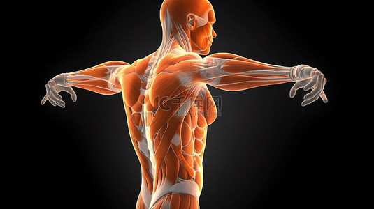 男性解剖学的三维描绘，展示屈曲伸展和过度伸展时的肩部运动