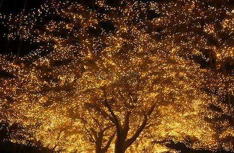 夜间，一棵被金光覆盖的巨树