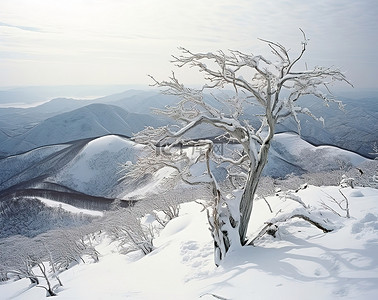 忠犬八公滑雪通行证