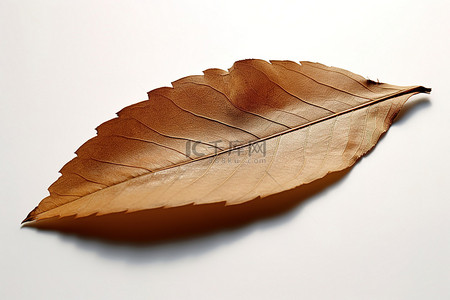一片长长的棕色叶子躺在白色的表面上
