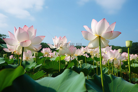 许多白色和粉红色的莲花生长在绿色的田野上