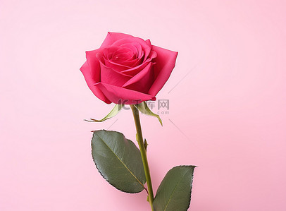 红玫瑰玫瑰背景背景图片_粉红色背景上的一朵粉红玫瑰