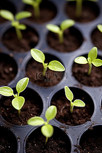 土壤幼苗背景图片_泥土中的小植物和盆中生长的幼苗