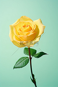 黄玫瑰背景图片_绿色背景上的单朵黄玫瑰