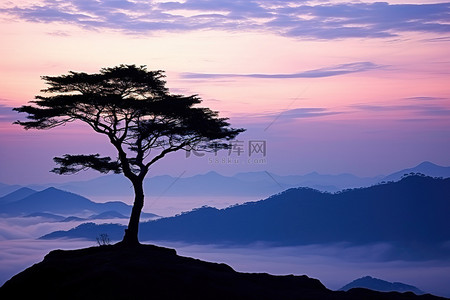山顶上一棵孤独的树，在剪影中俯瞰着大海