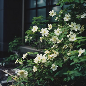 路边摊吃饭背景图片_路边鲜花盛开