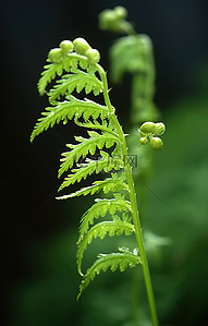 绿草芽背景图片_蕨类植物顶部的绿芽