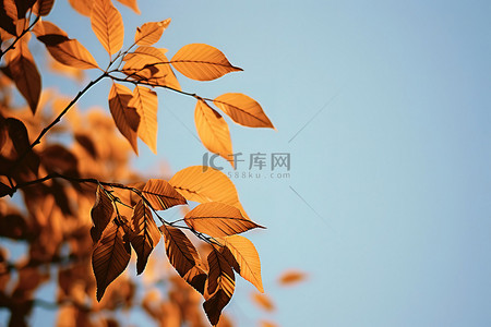 一棵树的叶子在蓝天的风中飘扬