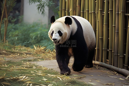 熊猫在竹子附近行走