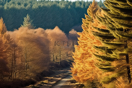 秋天都是背景图片_秋天，松树都是白色棕色和红色的