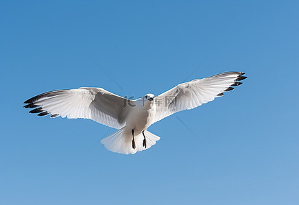 一只白色的海鸥在蔚蓝的天空中飞翔