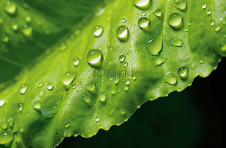 水滴树叶背景图片_水滴在一片绿色的生菜上