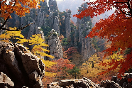 秋叶与岩层的彩色视图