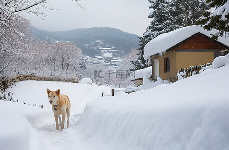 雪狗穿越雪山上的小木屋前